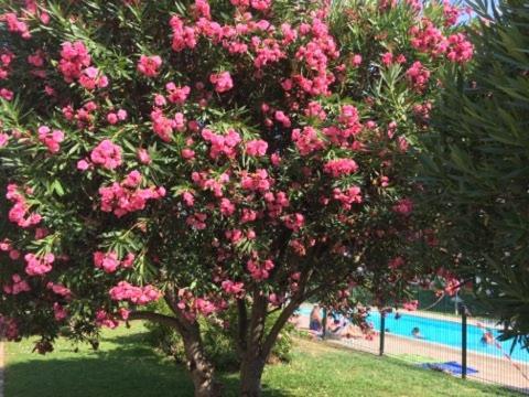 Lesjardinsfleuris Daire Mandelieu Dış mekan fotoğraf